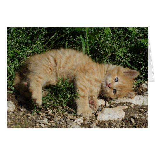 Resting Tabby Baby (Voorkant Horizontaal)