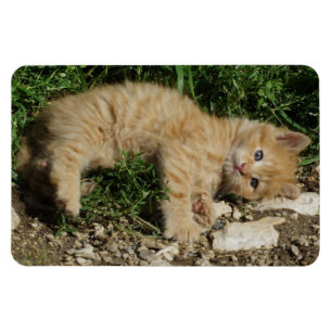 Resting Tabby Baby Magneet