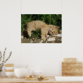 Resting Tabby Baby Poster (Keuken)