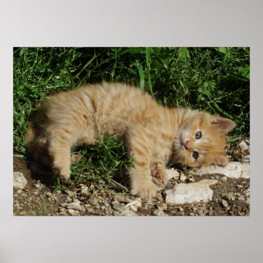 Resting Tabby Baby Poster (Voorkant)