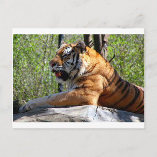 Resting Tiger Briefkaart