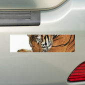 Resting Tiger Bumpersticker (Op auto)