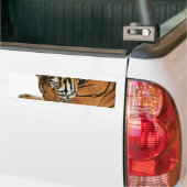 Resting Tiger Bumpersticker (Op Truck)