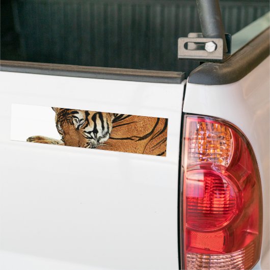Resting Tiger Bumpersticker (Op Truck)