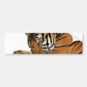 Resting Tiger Bumpersticker
