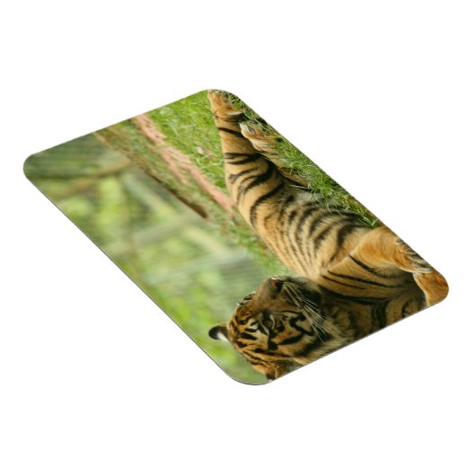 Resting Tiger Flexibele Magneet (Rechterzijde)