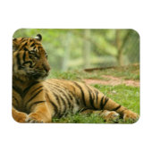 Resting Tiger Flexibele Magneet (Horizontaal)