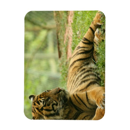 Resting Tiger Flexibele Magneet (Verticaal)