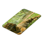 Resting Tiger Flexibele Magneet (Linkerzijde)