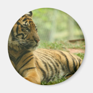 Resting Tiger Magnet