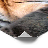 Resting Tiger Poster (Hoek)
