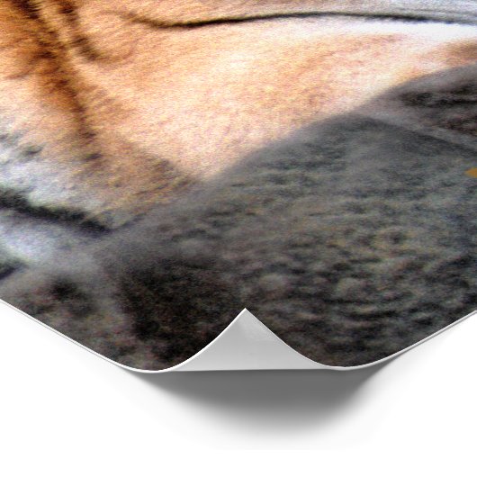 Resting Tiger Poster (Hoek)