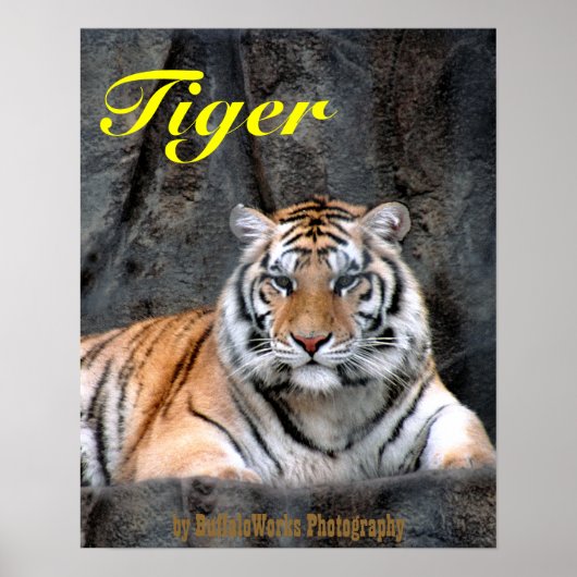 Resting Tiger Poster (Voorkant)