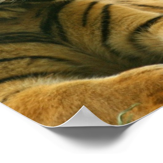 Resting Tiger Poster (Hoek)