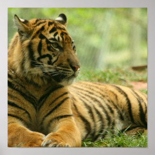 Resting Tiger  Poster