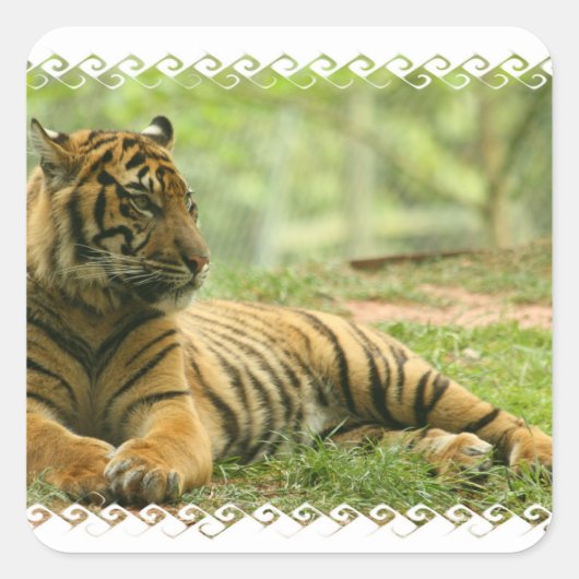 Resting Tiger Sticker (Voorkant)