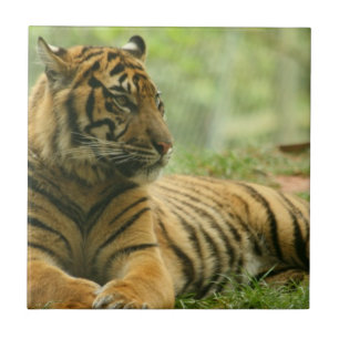 Resting Tiger Tile Tegeltje