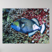 Resting Titan Poster (Voorkant)