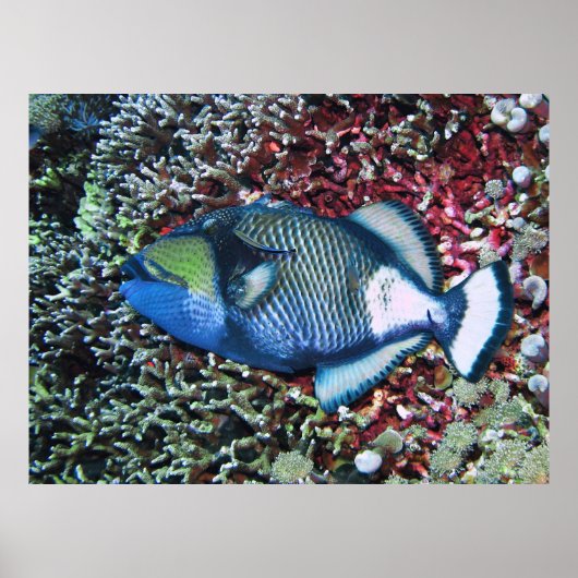 Resting Titan Poster (Voorkant)