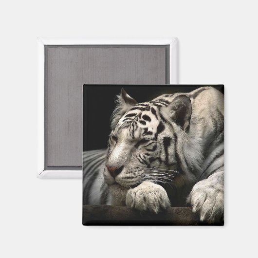 Resting White Tiger Magneet (Voorkant / Achterkant)