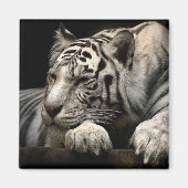 Resting White Tiger Magneet (Voorkant)