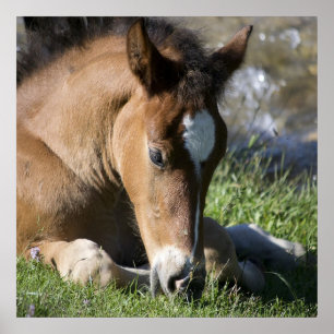 Resting Wild Pony Poster