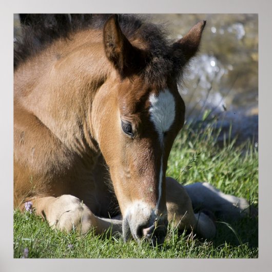 Resting Wild Pony Poster (Voorkant)