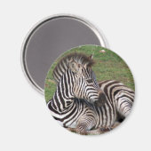 Resting Zebra Magnet (Voorkant / Achterkant)