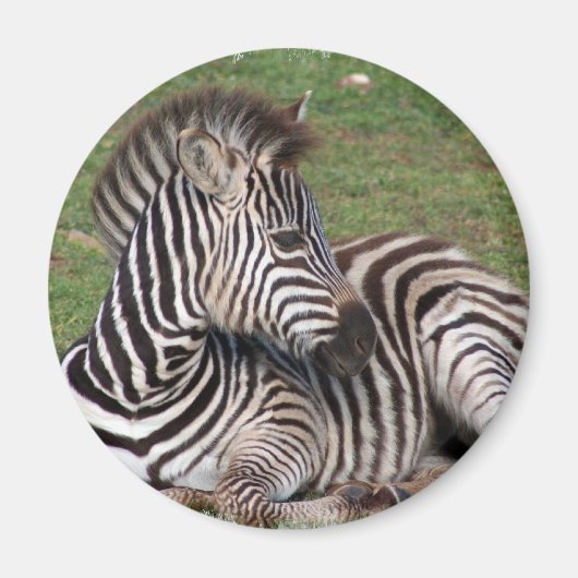 Resting Zebra Magnet (Voorkant)
