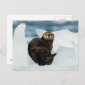 Resting Zee Otter Briefkaart (Voorkant / Achterkant)