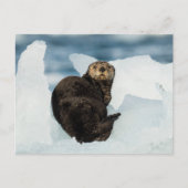 Resting Zee Otter Briefkaart (Voorkant)