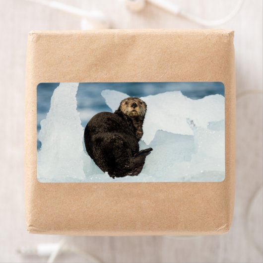 Resting Zee Otter Etiket (Insitu)