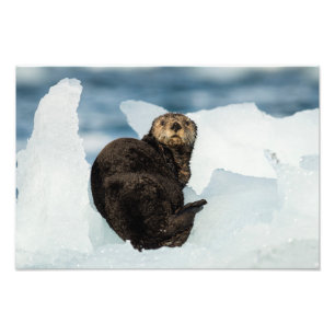 Resting Zee Otter Foto Afdruk