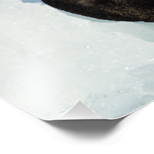 Resting Zee Otter Foto Afdruk (Hoek)