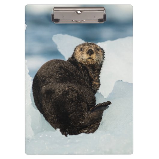 Resting Zee Otter Klembord (Voorkant)