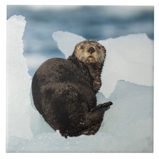 Resting Zee Otter Tegeltje (Voorkant)