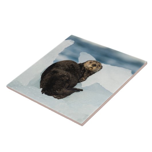 Resting Zee Otter Tegeltje (Zijkant)