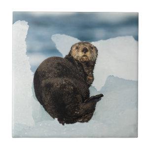 Resting Zee Otter Tegeltje