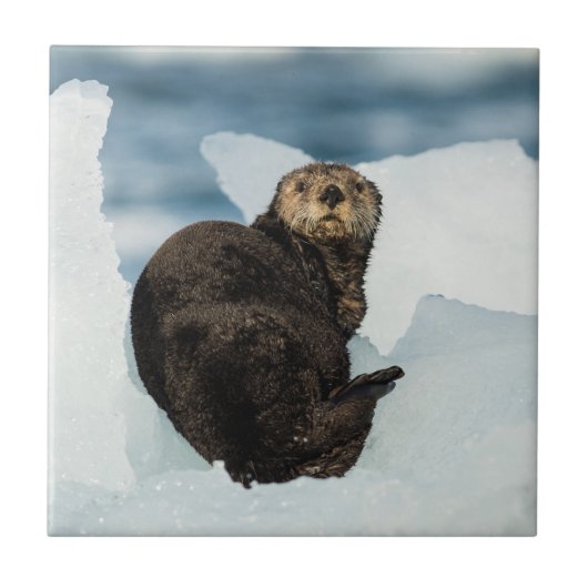 Resting Zee Otter Tegeltje (Voorkant)