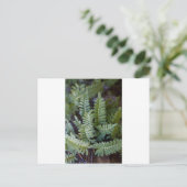 Resurrectie Fern - Polypodium polypodioides Briefkaart (Staand voorkant)