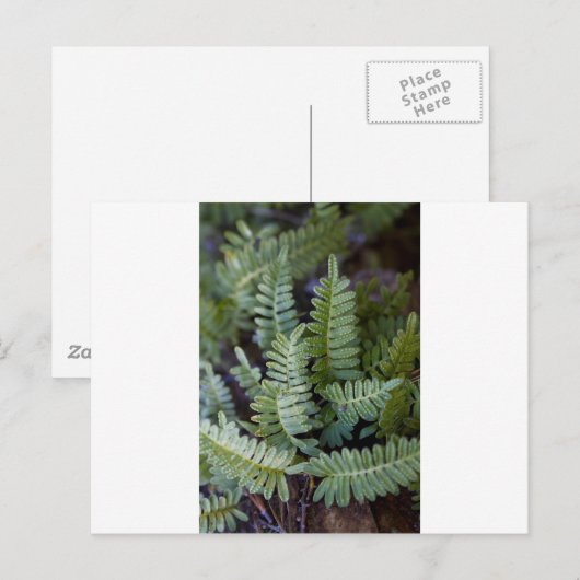 Resurrectie Fern - Polypodium polypodioides Briefkaart (Voorkant / Achterkant)