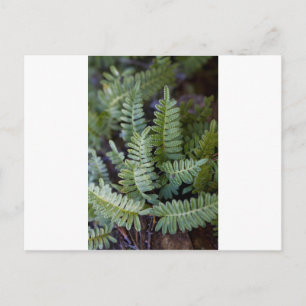 Resurrectie Fern - Polypodium polypodioides Briefkaart