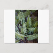 Resurrectie Fern - Polypodium polypodioides Briefkaart (Voorkant)