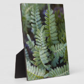 Resurrectie Fern - Polypodium polypodioides Fotoplaat (Zijkant)