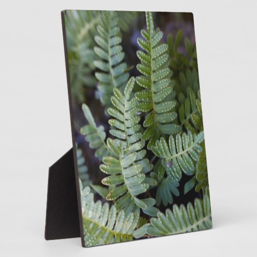 Resurrectie Fern - Polypodium polypodioides Fotoplaat (Zijkant)