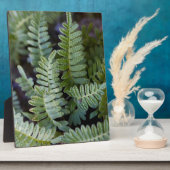 Resurrectie Fern - Polypodium polypodioides Fotoplaat (Zijkant)