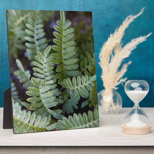 Resurrectie Fern - Polypodium polypodioides Fotoplaat (Zijkant)