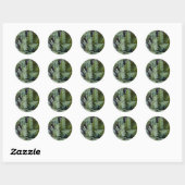 Resurrectie Fern - Polypodium polypodioides Ronde Sticker (Vel)