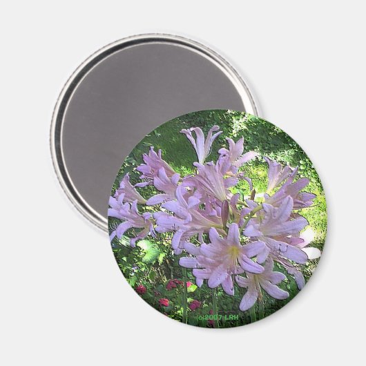 Resurrection Lily Magnet (Voorkant / Achterkant)