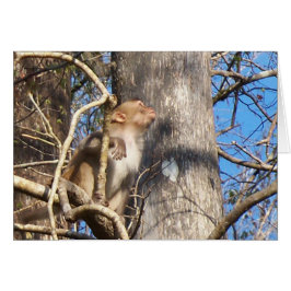 resus macaque monkey kijkt op